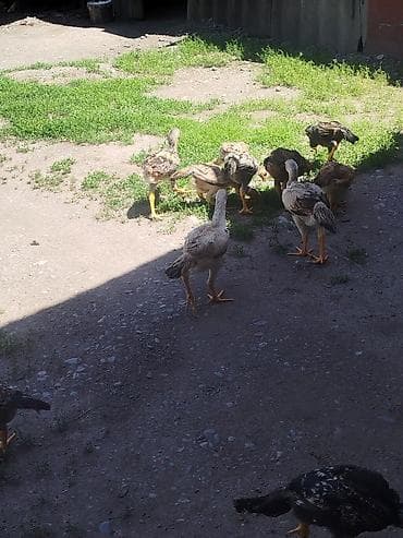 бенгальская кошка домашняя: Продаю | Цыплята | Для разведения — 8