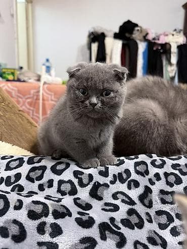 scottish fold: Шотландские котята (Scottish Fold/Scottish Straight) Описание: - — 1