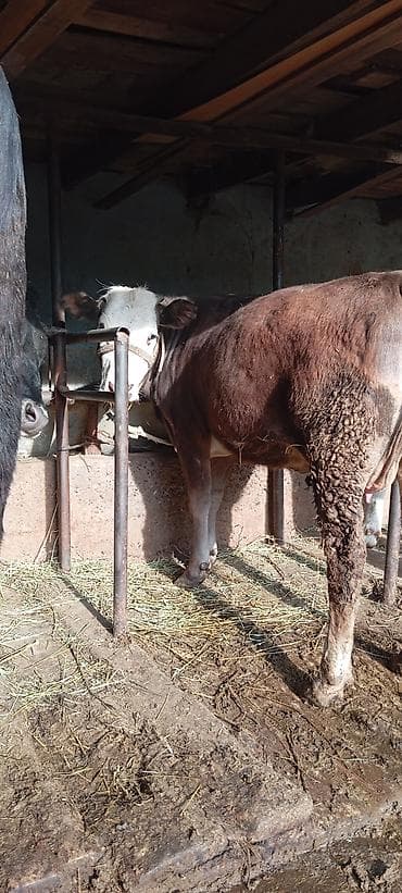 корова с теленкам: Продаю | Музоо, торпок | Симментальская | На откорм | Привязанные — 4