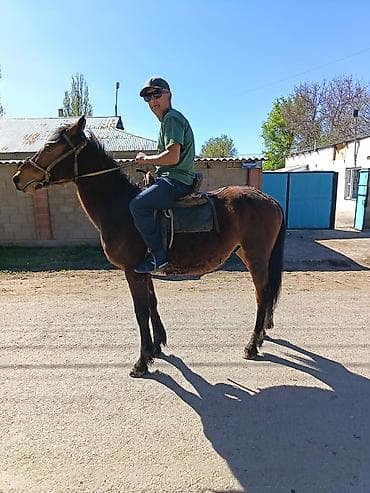 британская кошка бишкек: Продаю | Конь (самец) | Полукровка | Рабочий — 3