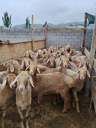 джерси гигант яйца: Продаю | Овца (самка) | Арашан | Для разведения | Ярка — 1