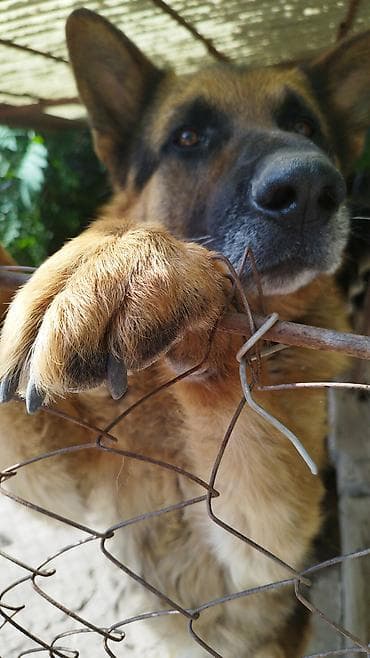 щенки лабрадор: Продам щенка немецкой овчарки!!! (не спешу, поэтому не торгуюсь) — 2