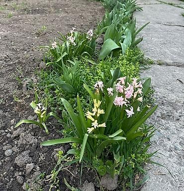 Мелколуковичные весенние цветы для сада — гиацинты восточные