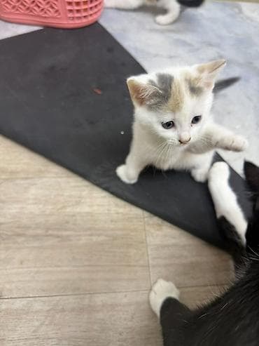 милые котики: Мкрн Улан 2 . 7 апреля 2/29 приезжайте забирайте малышейочень — 1