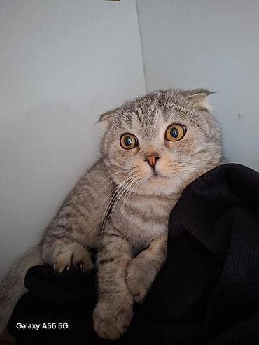 сколько стоит сиамские коты: Шотландская вислоухая кошка (Scottish Fold) - Порода: шотландская — 1