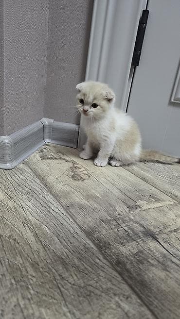 Вязка кошек: Скотиш Фолд (Шотландская вислоухая), 1 месяц, Мальчик, Голубой, Приучена к лотку — 6