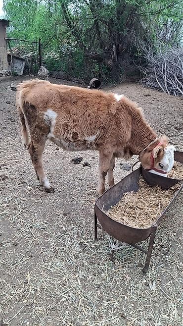 тяжеловес лошадь: Продаю | Музоо, торпок | На откорм | Привязанные — 1