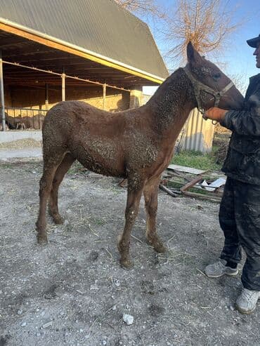 зоомагазин бишкек с животными: Продаю | Жеребенок | Полукровка | На забой, Для разведения — 2
