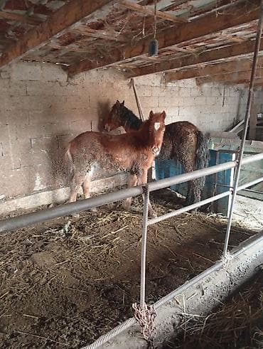 Ветеринар кызматы: Сатам | Тай | Көбөйтүү үчүн — 3