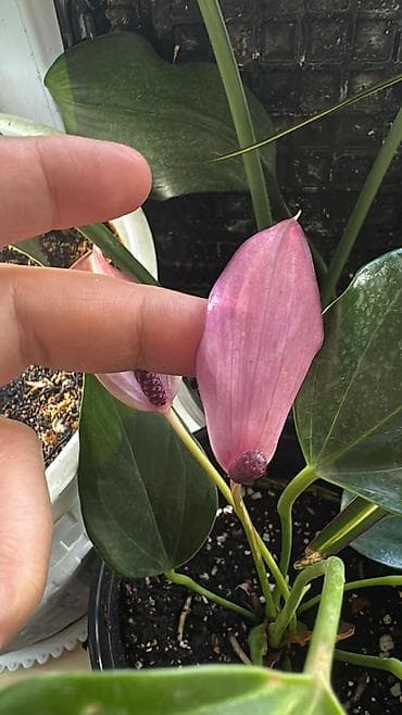 Денежное дерево: Антуриум зизу фиолетовый 100, Сансивиерия муншайн 220 сом — 3