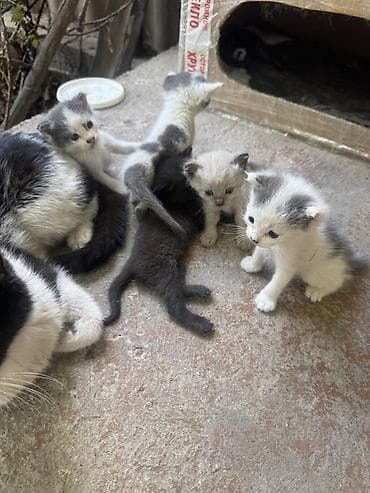 Отдам котят в хорошие и добрые руки at lalafo.kg Отдам котят в хорошие и добрые руки