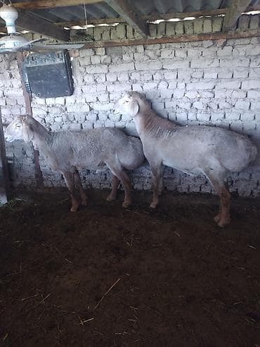 кыргыз и собака: Сатам | Ургаачы кой (ургаачы) | Көбөйтүү үчүн | Ургаачы — 4