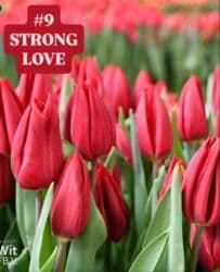 купить луковицы тюльпанов из голландии: Предлагаются тюльпаны различных оттенков для предзаказа к 8 марта 2026 — 10