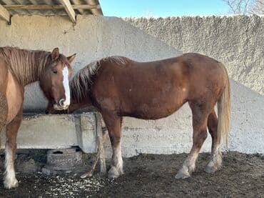 продажа домашних животных: Продаю | Конь (самец), Жеребенок, Жеребец | Дончак | Для молока, Для разведения, Конный спорт | Племенные — 7