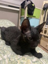 Грызуны: Сфинкс, 3 месяца, Мальчик, Метис, Приучена к лотку, Проглистована — 4