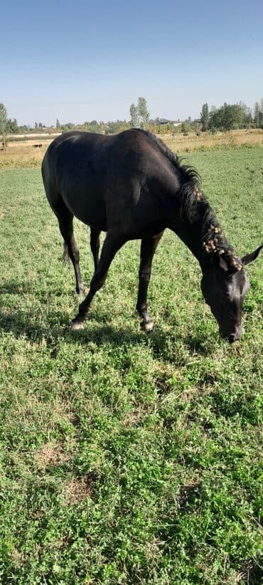 собака доберман сколько стоит: Продаю | Кобыла (самка) | Для разведения — 1