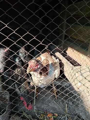 куплю сетку: Продаю | Петух | Бойцовая | Для разведения — 3