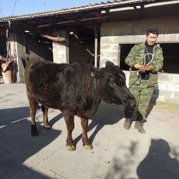 Иттер: Сатам | Кунаажын | Ангус | Бордоп семиртүү үчүн | Асыл тукумдуу — 9