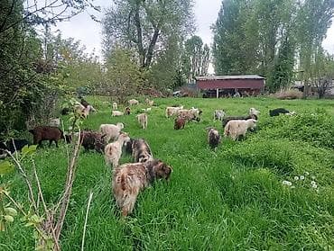 бараны продажа: Продаю | Коза (самка), Козёл (самец), Козлёнок | Полукровка | На забой, Для разведения | Племенные — 2