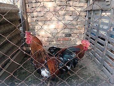 Үй жаныбарлары: Сатам | Короздор | Көбөйтүү үчүн — 1