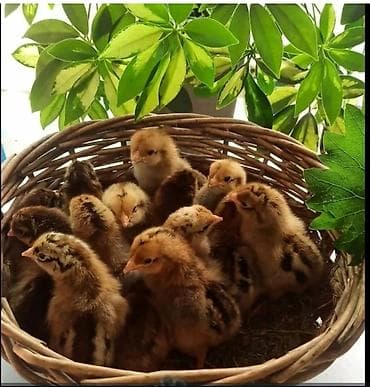 Продаю | Цыплята | Для разведения at lalafo.kg Продаю | Цыплята | Для разведения