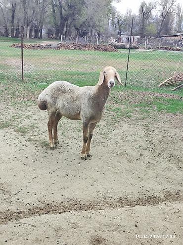 домашние птицы: Продаю | Овца (самка) | Для разведения | Племенные — 8