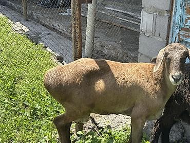 в связи с переездом отдам попугая жако в добрые руки: Продаю | Баран (самец) | Для разведения | Племенные — 5