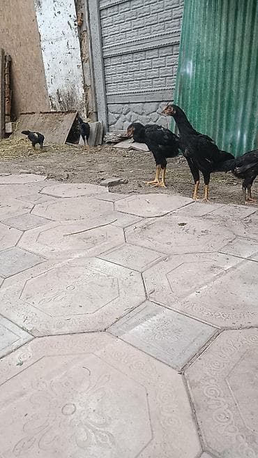 балык кумара: Продаю | Цыплята | Домашняя | На забой — 2