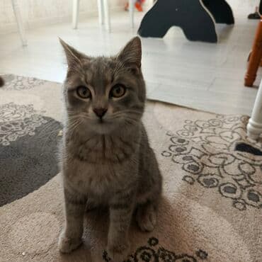 кошачьи домики: Котёнок домашний, короткошёрстный, серого окраса (дымчато-полосатый — 2