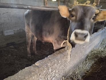 Продаю | Бык (самец) | Для молока, На забой, На откорм | Привязанные