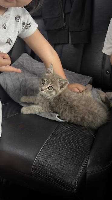 животные на продажу: Котенок. 2 -3 месяца. Плюшевая короткая шерсть, крупные серые глаза — 1