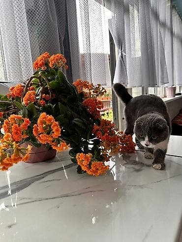 оптом картошка алам: Окрас: пепельно белая— очень густая, плюшевая шерстка, которую хочется — 4