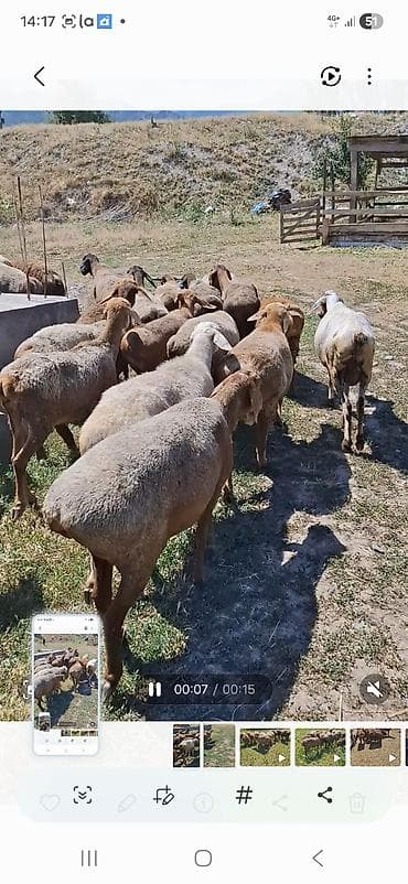 продаю кой: Продаю | Овца (самка) | Гиссарская, Арашан | На забой | Матка — 6