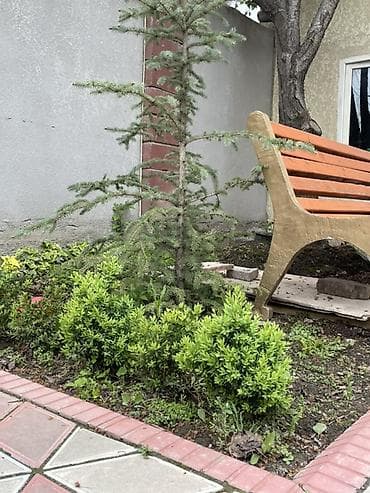 цветок бенджамин фикус: Фикус Бенджамина в горшке + садовые декоративные кустарники - — 4