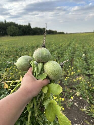 мясо индюк: Морковь Оптом — 7