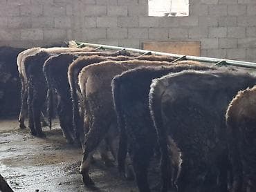 Корма для с/х животных: Продаю | Бык (самец) | Алатауская | На откорм | Племенные — 4