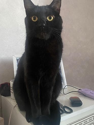 Мышыктар: 3 жаш, Эркек, Лотокко барууга үйрөтүлгөн — 1