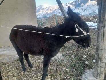 Собаки: Осёл (молодой, компактного роста) - Порода/тип: домашний осёл, тёмный — 1