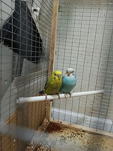 продаю птиц: Волнистые попугаи (пара) - Окрас: один птиц ярко‑зеленый с черными — 1