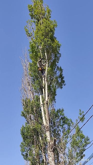 цветы дерево: СПИЛ ДЕРЕВА — 2