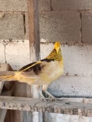 корм витакрафт для волнистых попугаев: Продаю Лимонного самца цена 4000 — 6