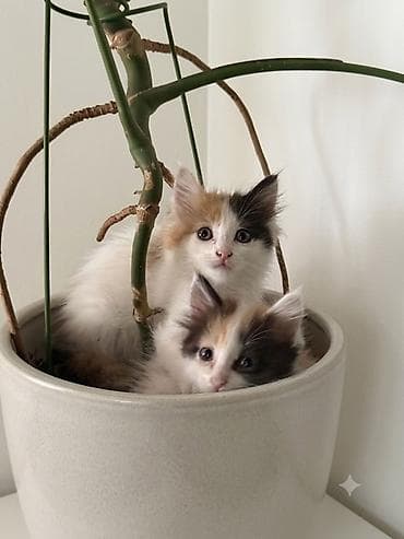 cat sofa: Беспородная, 2 месяца, Девочка, Черепаховый, Приучена к лотку — 1