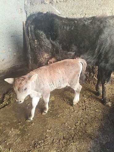 боос кой: Продаю | Тёлка | Для разведения — 8