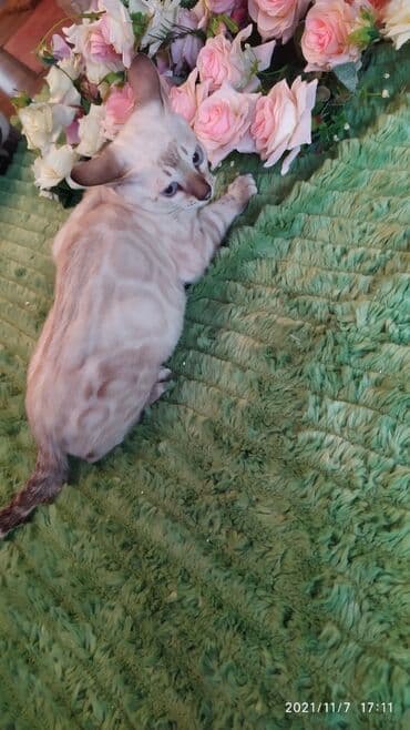 купить породистых котят: Шикарные бенгальские котята 3-4мес. Лучший подарок для любящего — 19