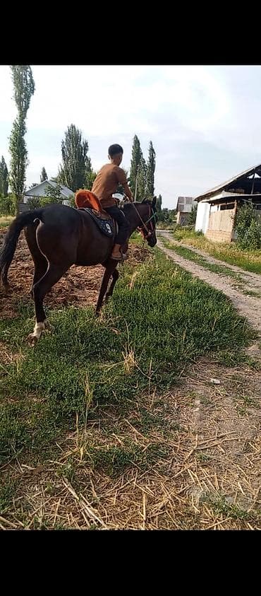 кролик в клубнике: Продаю | Жеребец | Полукровка | Конный спорт — 4