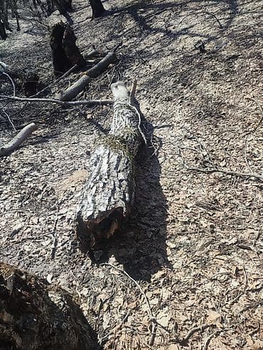 1 кг мяса цена бишкек: Отун Жаңгак — 5