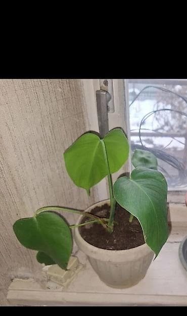 Продаю монстеру 2 корня в горшке 350с