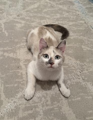 сиамские кошки цена: Сиамская, 4 месяца, Девочка, Приучена к лотку, Проглистована, С документами — 3