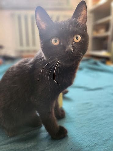 Животные: 4 месяца, Девочка, Приучена к лотку, Метис — 2