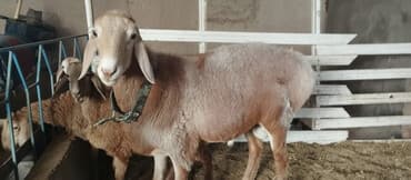 дойный коров: Продаю | Баран (самец) | Арашан | Для разведения | Племенные — 2